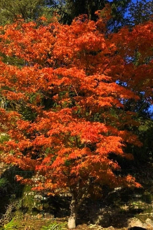 Katsura Japanese Maple - 3 Gallon Pot Katsura Japanese Maple - 3 Gallon Pot -Garden Plant Shop Japanese Maple Katsura 5