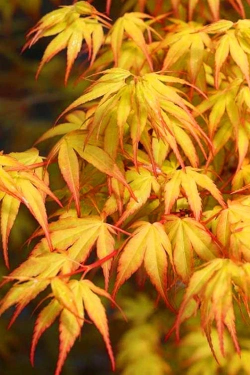Katsura Japanese Maple - 3 Gallon Pot Katsura Japanese Maple - 3 Gallon Pot -Garden Plant Shop Japanese Maple Katsura 7