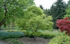 Koto No Ito Japanese Maple - 1 Gallon Pot -Garden Plant Shop Japanese Maple Koto No Ito Summer Color