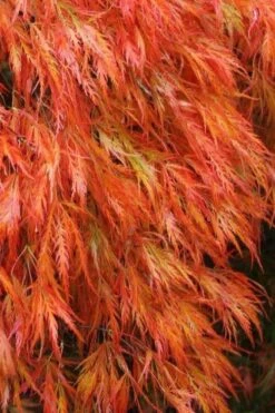 'Orangeola' Weeping Japanese Maple - Spiral Trunk - 3 Gallon Pot