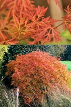 'Orangeola' Weeping Japanese Maple - Spiral Trunk - 3 Gallon Pot -Garden Plant Shop Japanese Maple Orangeola 3 6