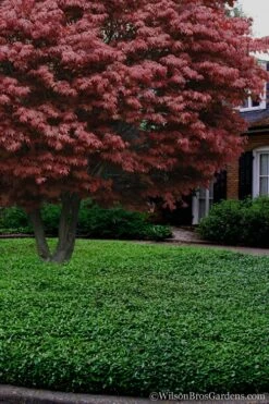 Asian Jasmine (Trachelospermum Asiaticum) - 36 Pack Of 3.5" Pint Pots 5 Asian Jasmine (Trachelospermum Asiaticum) - 36 Pack Of 3.5" Pint Pots -Garden Plant Shop Jasmine Asian 21