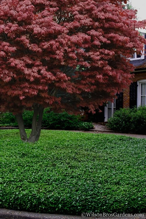 Asian Jasmine (Trachelospermum asiaticum) - 36 Pack of 3.5" Pint Pots Asian Jasmine (Trachelospermum Asiaticum) - 36 Pack Of 3.5" Pint Pots -Garden Plant Shop Jasmine Asian 21
