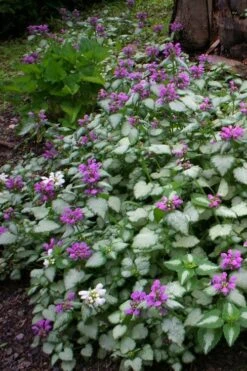 Beacon Silver Lamium - 5 Pack Of Pint Pots -Garden Plant Shop Lamium Beacons Silver 3