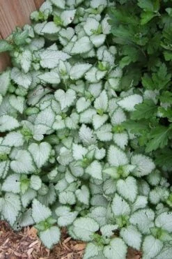 White Nancy Lamium - 5 Pack Of Pint Pots -Garden Plant Shop Lamium White Nancy 3