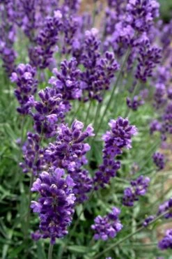 Hidcote Blue English Lavender - 1 Gallon Pot -Garden Plant Shop Lavender Hidcote 2 2