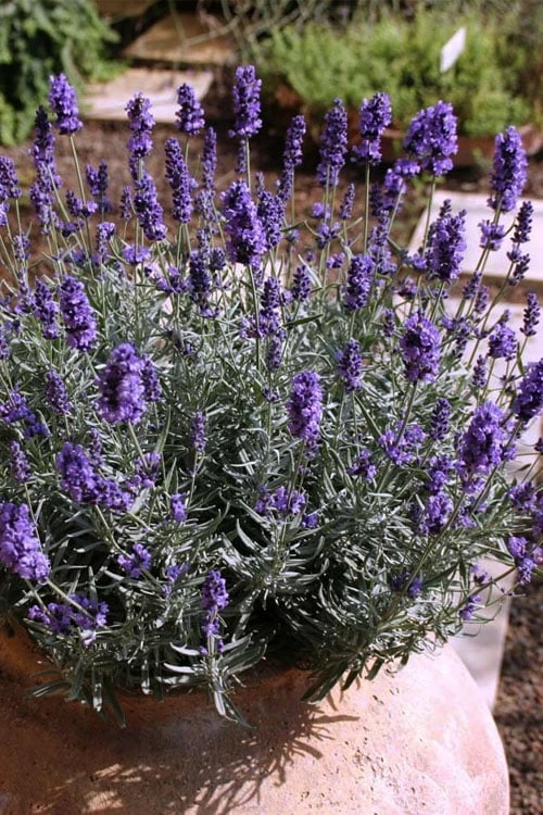 Hidcote Blue English Lavender - 6 Pack of Pint Pots Hidcote Blue English Lavender - 6 Pack Of Pint Pots -Garden Plant Shop Lavender Hidcote 3
