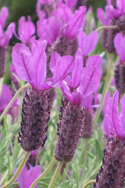 Otto Quast Spanish Lavender - 1 Gallon Pot Otto Quast Spanish Lavender - 1 Gallon Pot -Garden Plant Shop Lavender Otto Quast 20 1