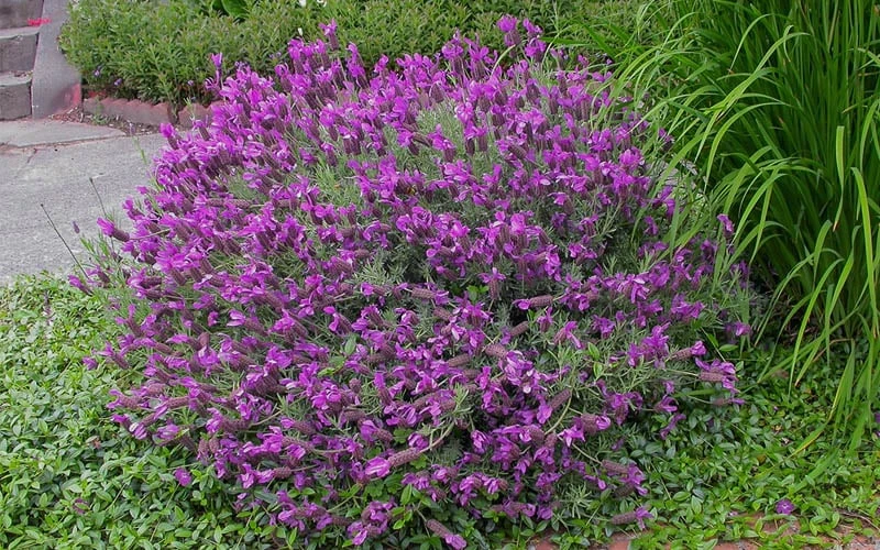 Otto Quast Spanish Lavender - 1 Gallon Pot Otto Quast Spanish Lavender - 1 Gallon Pot -Garden Plant Shop Lavender Otto Quast 21 1