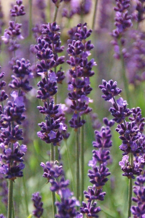 Phenomenal Lavender - 1 Gallon Pot Phenomenal Lavender - 1 Gallon Pot -Garden Plant Shop Lavender Phenomenal 10