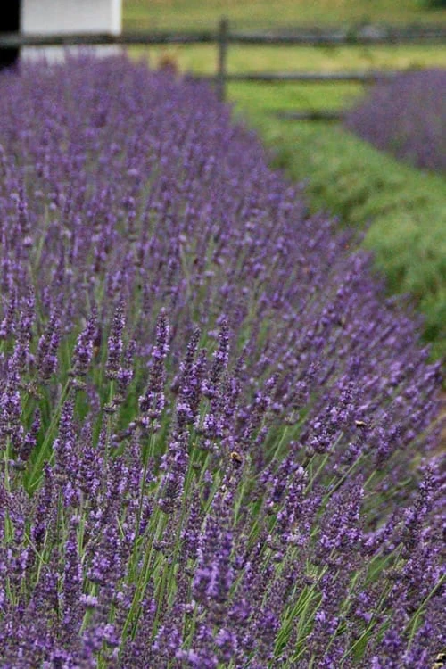Phenomenal Lavender - 1 Gallon Pot Phenomenal Lavender - 1 Gallon Pot -Garden Plant Shop Lavender Phenomenal 11