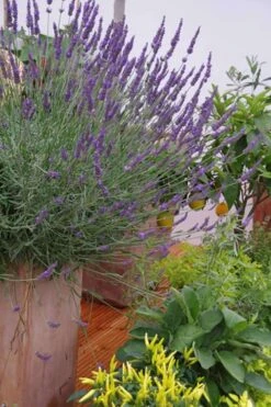 Phenomenal Lavender - 1 Gallon Pot 4 Phenomenal Lavender - 1 Gallon Pot -Garden Plant Shop Lavender Phenomenal 12