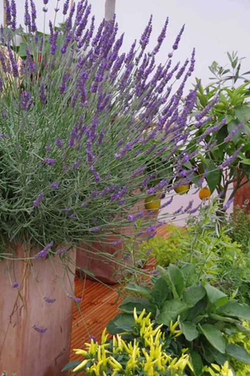 Phenomenal Lavender - 1 Gallon Pot Phenomenal Lavender - 1 Gallon Pot -Garden Plant Shop Lavender Phenomenal 12