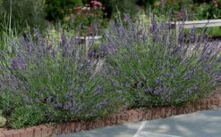 Phenomenal Lavender - 1 Gallon Pot 3 Phenomenal Lavender - 1 Gallon Pot -Garden Plant Shop Lavender Phenomenal 13