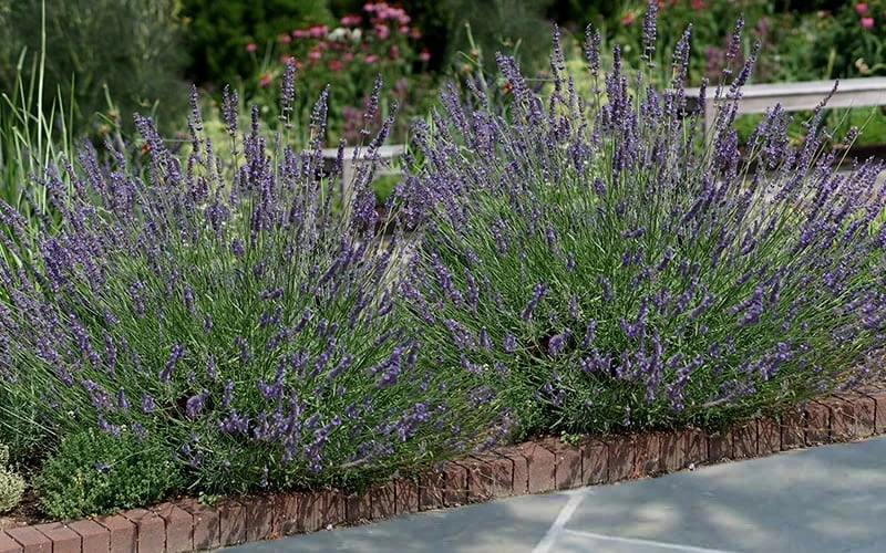 Phenomenal Lavender - 1 Gallon Pot Phenomenal Lavender - 1 Gallon Pot -Garden Plant Shop Lavender Phenomenal 13