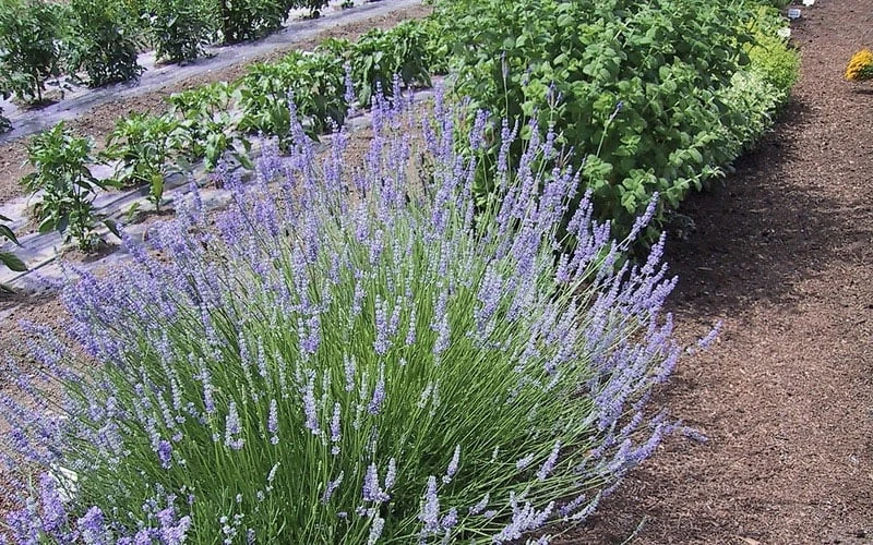 Provence French Lavender - 5 Pack of Quart Pots Provence French Lavender - 5 Pack Of Quart Pots -Garden Plant Shop Lavender Provence 1