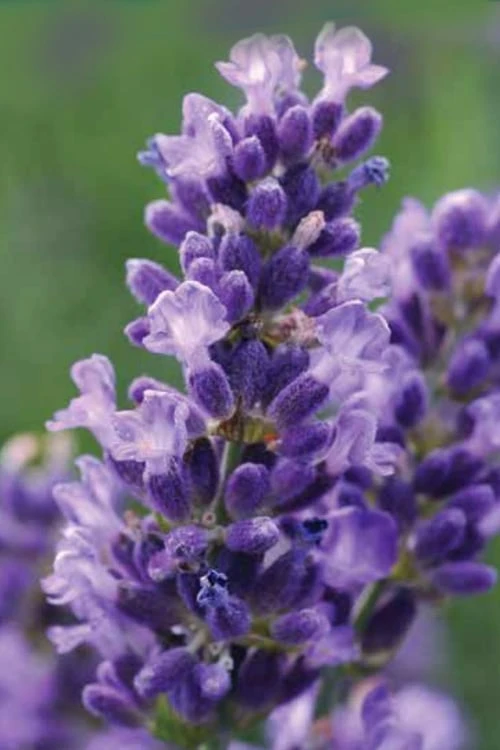 SuperBlue English Lavender - 1 Gallon Pot SuperBlue English Lavender - 1 Gallon Pot -Garden Plant Shop Lavender Super Blue 1