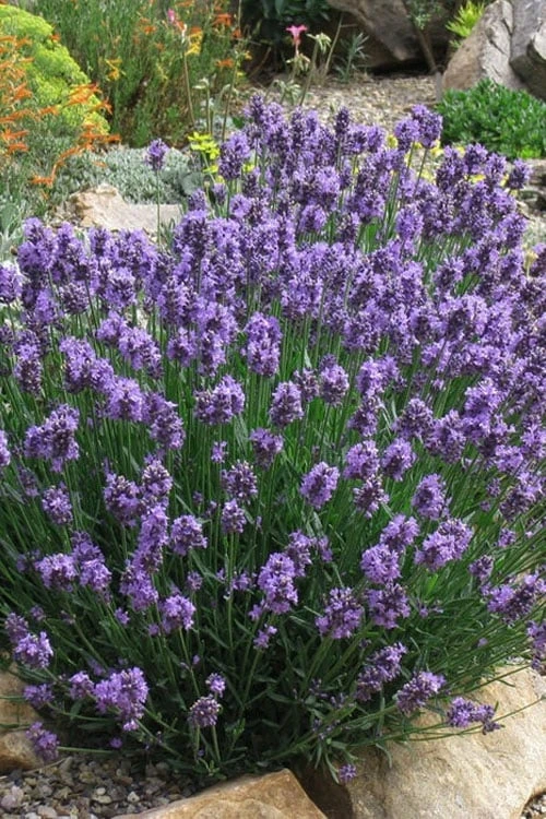 SuperBlue English Lavender - 1 Gallon Pot SuperBlue English Lavender - 1 Gallon Pot -Garden Plant Shop Lavender Super Blue 2