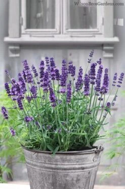 SuperBlue English Lavender - 1 Gallon Pot 4 SuperBlue English Lavender - 1 Gallon Pot -Garden Plant Shop Lavender Superblue 12