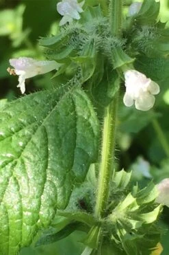 Lemon Balm Plant - 1 Gallon Pot 4 Lemon Balm Plant - 1 Gallon Pot -Garden Plant Shop Lemon Balm Plant 1