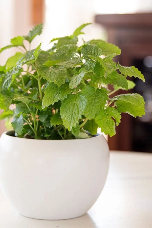 Lemon Balm Plant - 1 Gallon Pot Lemon Balm Plant - 1 Gallon Pot -Garden Plant Shop Lemon Balm Plant 2