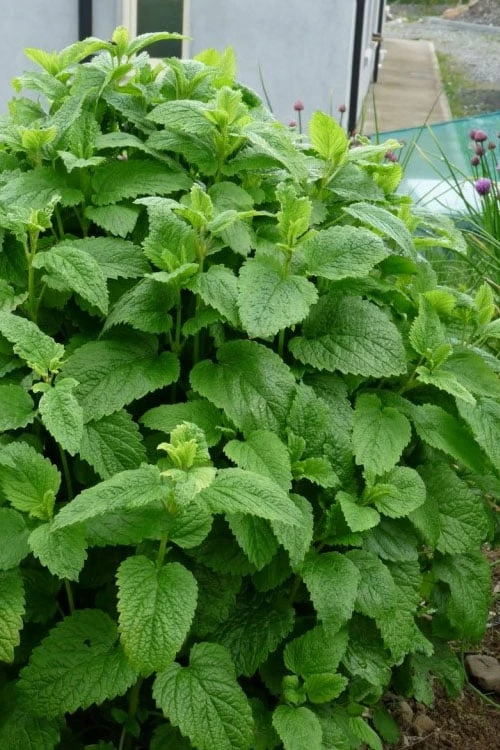 Lemon Balm Plant - 1 Gallon Pot Lemon Balm Plant - 1 Gallon Pot -Garden Plant Shop Lemon Balm Plant 3