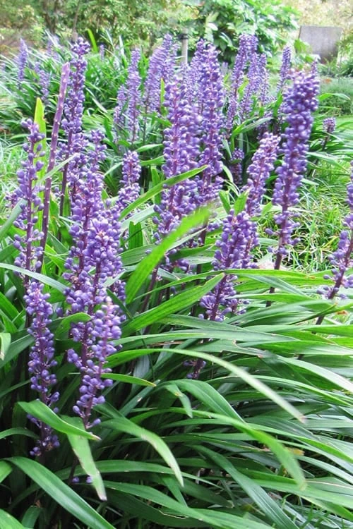 Emerald Goddess Liriope (Lilyturf) - 1 Gallon Pot Emerald Goddess Liriope (Lilyturf) - 1 Gallon Pot -Garden Plant Shop Liriope Emerald Goddess 10 1