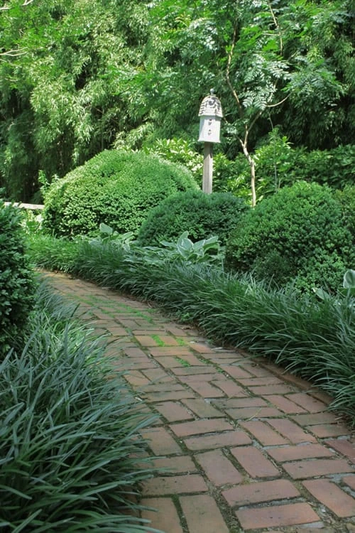 Emerald Goddess Liriope (Lilyturf) - 1 Gallon Pot Emerald Goddess Liriope (Lilyturf) - 1 Gallon Pot -Garden Plant Shop Liriope Emerald Goddess 2 1