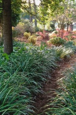 Emerald Goddess Liriope (Lilyturf) - 1 Gallon Pot 5 Emerald Goddess Liriope (Lilyturf) - 1 Gallon Pot -Garden Plant Shop Liriope Emerald Goddess 500x750 2