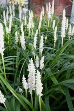 Monroe's White Liriope (Lilyturf) - 6 Pack Of 1 Gallon Pots 4 Monroe's White Liriope (Lilyturf) - 6 Pack Of 1 Gallon Pots -Garden Plant Shop Liriope Monroes White 500x750 2
