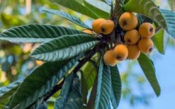 Loquat Tree - Eriobotrya Japonica - 3 Gallon Pot -Garden Plant Shop Loquat 12