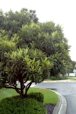 Loquat Tree - Eriobotrya Japonica - 3 Gallon Pot -Garden Plant Shop Loquat Tree 500x750 1