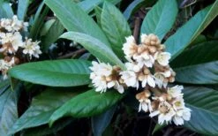 Loquat Tree - Eriobotrya Japonica - 3 Gallon Pot -Garden Plant Shop Loquat Tree Flowers