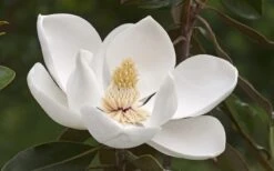 Alta Southern Magnolia - 3 Gallon Pot -Garden Plant Shop Magnolia Alta 2 2
