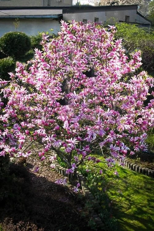 Betty Magnolia Tulip Tree - 3 Gallon Pot Betty Magnolia Tulip Tree - 3 Gallon Pot -Garden Plant Shop Magnolia Betty 7 1