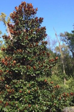 Brackens Brown Beauty Magnolia - 7 Gallon Pot (4-5') -Garden Plant Shop Magnolia Bracken Brown Beauty 500x750 6