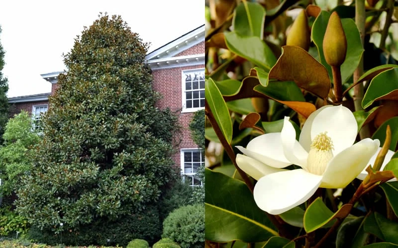Brackens Brown Beauty Magnolia - 3 Gallon Pot Brackens Brown Beauty Magnolia - 3 Gallon Pot -Garden Plant Shop Magnolia Brackens Brown Beauty 1
