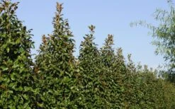 Brackens Brown Beauty Magnolia - 7 Gallon Pot (3-4') -Garden Plant Shop Magnolia Brackens Brown Beauty 6 1