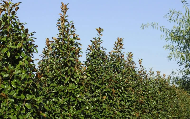 Brackens Brown Beauty Magnolia - 7 Gallon Pot (5-6') Brackens Brown Beauty Magnolia - 7 Gallon Pot (5-6') -Garden Plant Shop Magnolia Brackens Brown Beauty 6 4