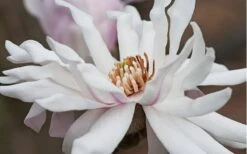 Centennial Star Magnolia - 3 Gallon Pot 5 Centennial Star Magnolia - 3 Gallon Pot -Garden Plant Shop Magnolia Centennial 10