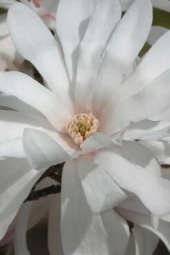 Centennial Star Magnolia - 3 Gallon Pot 6 Centennial Star Magnolia - 3 Gallon Pot -Garden Plant Shop Magnolia Centennial 11