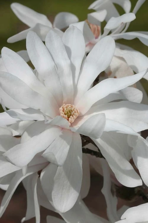 Centennial Star Magnolia - 3 Gallon Pot Centennial Star Magnolia - 3 Gallon Pot -Garden Plant Shop Magnolia Centennial 12
