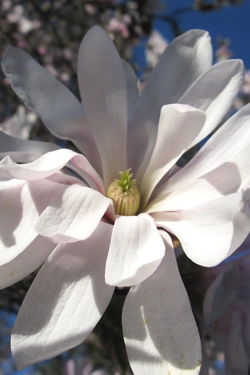 Centennial Star Magnolia - 3 Gallon Pot Centennial Star Magnolia - 3 Gallon Pot -Garden Plant Shop Magnolia Centennial 13