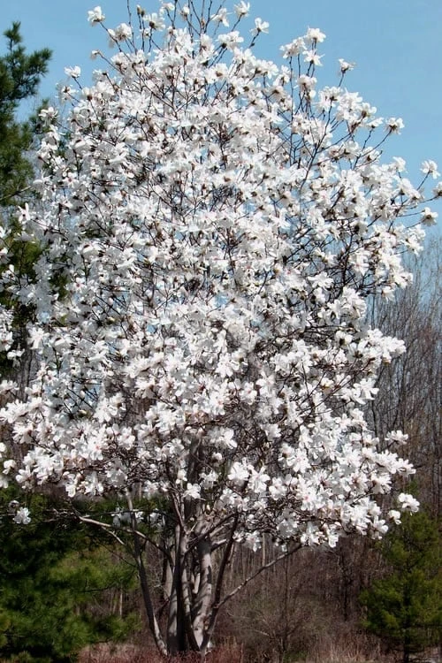 Centennial Star Magnolia - 3 Gallon Pot Centennial Star Magnolia - 3 Gallon Pot -Garden Plant Shop Magnolia Centennial 19