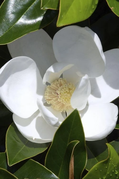 Claudia Wannamaker Southern Magnolia - 3 Gallon Pot Claudia Wannamaker Southern Magnolia - 3 Gallon Pot -Garden Plant Shop Magnolia Claudia Wannamaker 1 2