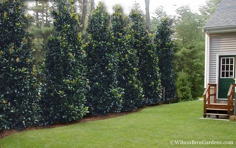 Claudia Wannamaker Southern Magnolia - 3 Gallon Pot Claudia Wannamaker Southern Magnolia - 3 Gallon Pot -Garden Plant Shop Magnolia Claudia Wannamaker 2 2