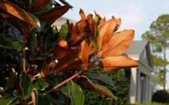 Claudia Wannamaker Southern Magnolia - 5 Gallon Pot -Garden Plant Shop Magnolia Claudia Wannamaker 3 3