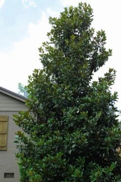 Claudia Wannamaker Southern Magnolia - 7 Gallon Pot (4-5') -Garden Plant Shop Magnolia Claudia Wannamaker 4 1