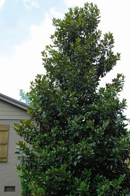 Claudia Wannamaker Southern Magnolia - 3 Gallon Pot Claudia Wannamaker Southern Magnolia - 3 Gallon Pot -Garden Plant Shop Magnolia Claudia Wannamaker 4 2