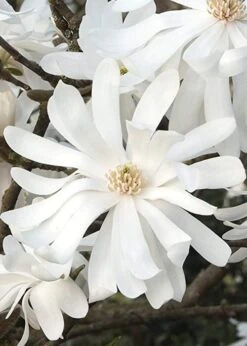 Royal Star Magnolia - 1 Gallon Pot -Garden Plant Shop Magnolia Royal Star 10 2